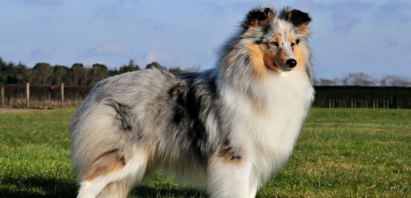 Tout ce qu’il faut savoir sur le chien de berger des Shetland : guide essentiel du Sheltie