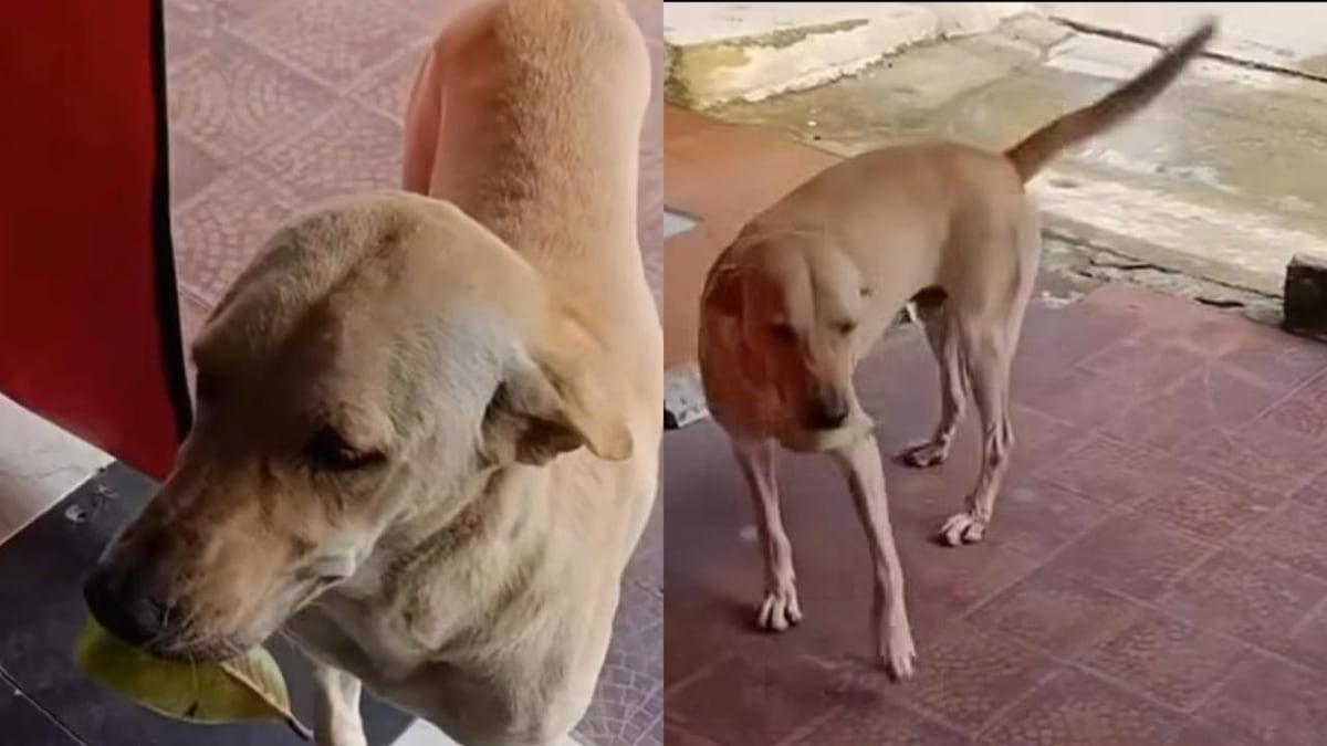 Perro paga comida con una hoja Perro paga comida con una hoja