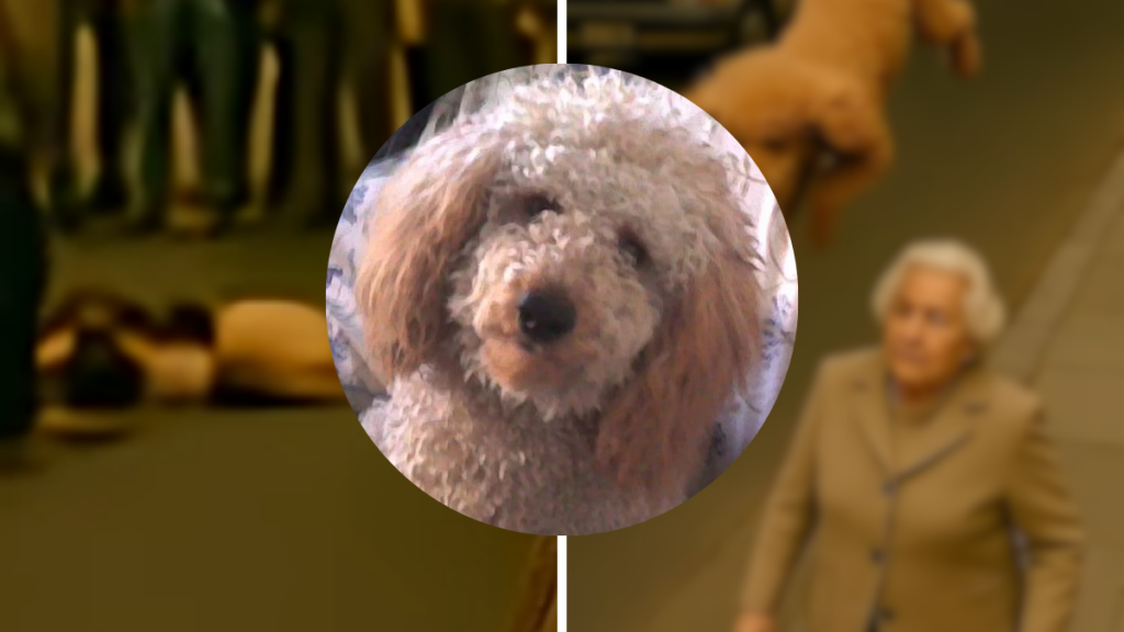 Bien sûr ! Voici un titre SEO accrocheur :
« Plongée dans la légende de la cadena fatal à Caballito : mystères et révélations »
Si tu as des informations spécifiques sur les prix à convertir, fais-le moi savoir !