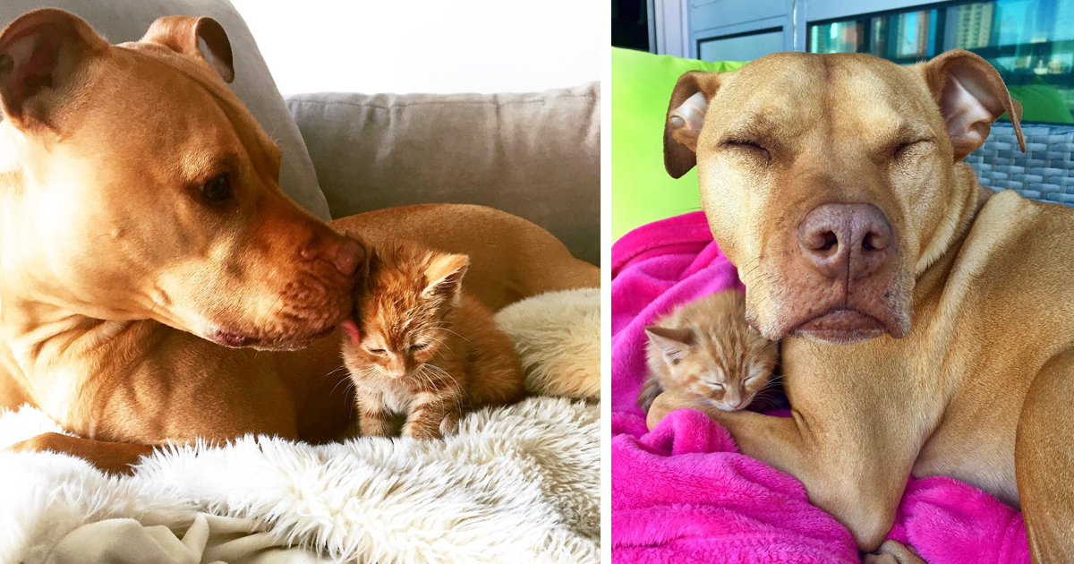 Bubba le pitbull qui a adopté un chat