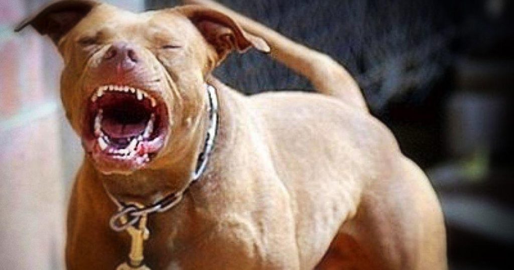 Pitbull attaque une fillette de 8 ans à Hollywood : tout ce qu’il faut savoir sur l’incident tragique