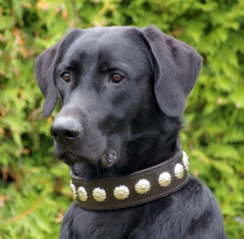 « Guide essentiel pour le soin, le caractère et l’achat responsable d’animaux de compagnie »