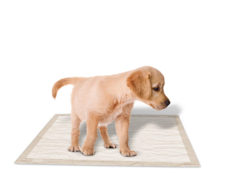 Comment apprendre à votre chien à faire pipi au bon endroit : guide complet et astuces pratiques