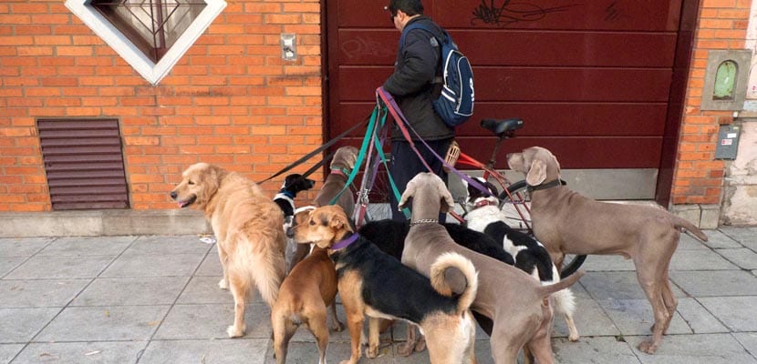 Choisir le bon gardien de chien : guide pratique et légal pour une sélection réussie