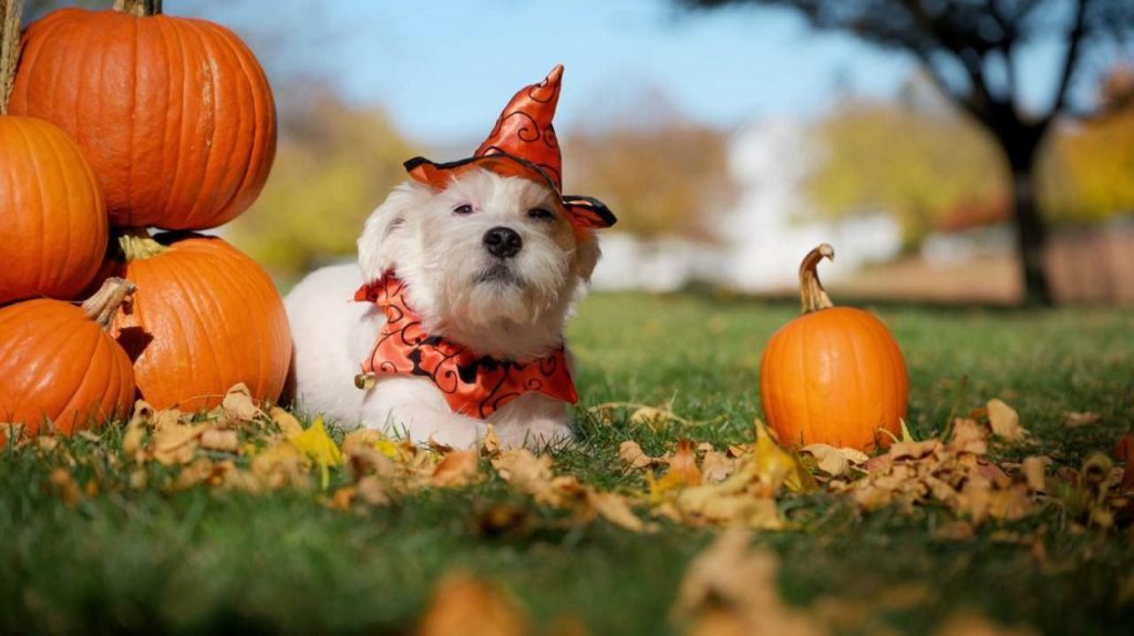 Intoxicaciones en mascotas en Halloween: riesgos ocultos y consejos para prevenirlas efficacement