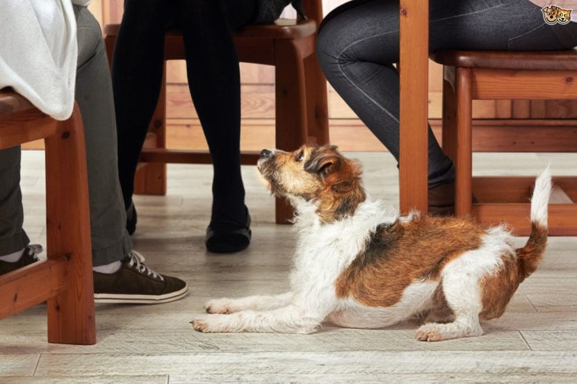 Guide complet : adiestramiento, normes et nutrition pour un animal en pleine santé