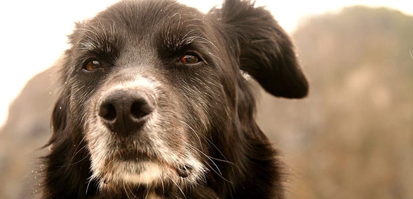 Signes d’âge chez les chiens seniors : guide complet pour en prendre soin pas à pas