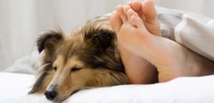 Avantages et inconvénients de dormir avec le chien