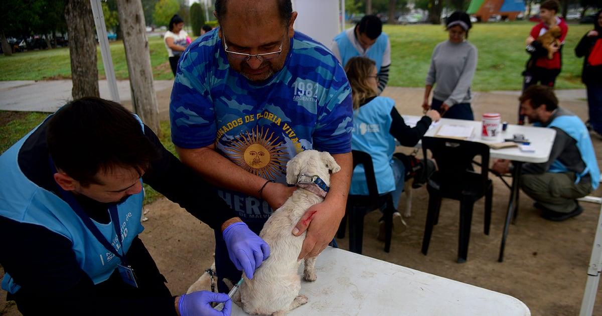 Vaccination gratuite des chiens et des chats