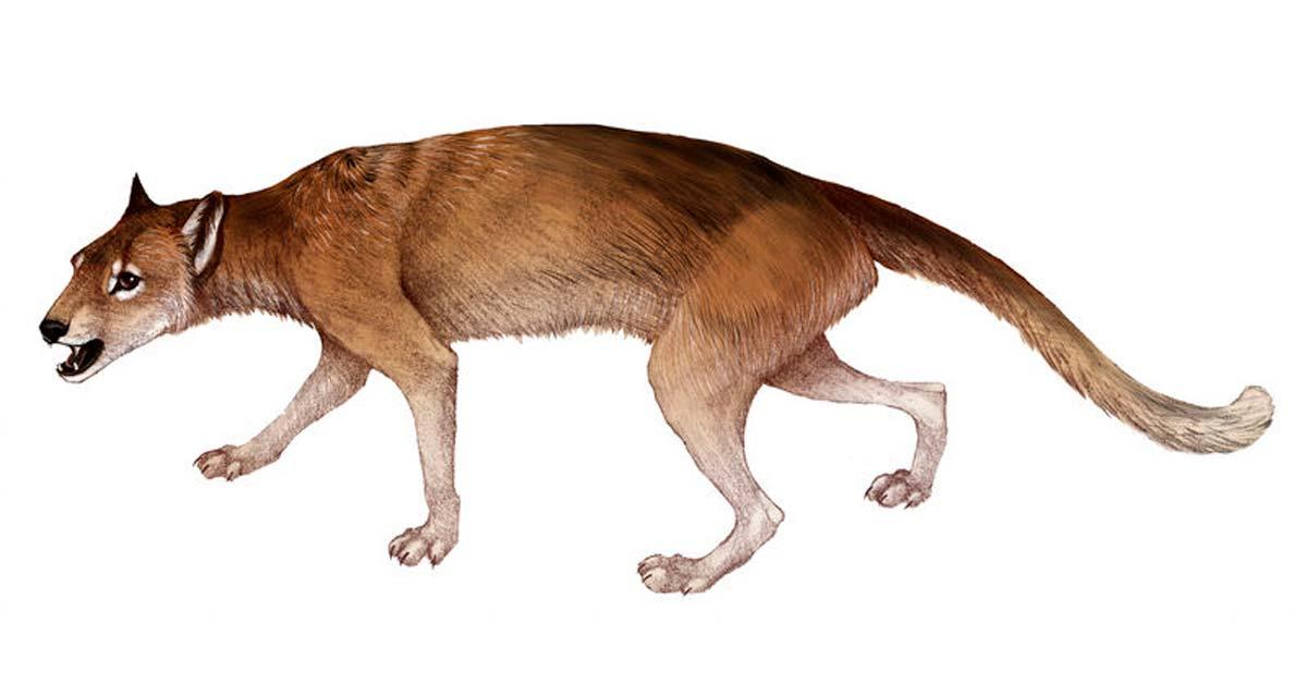 Contribution espagnole à l'étude de la domestication des chiens