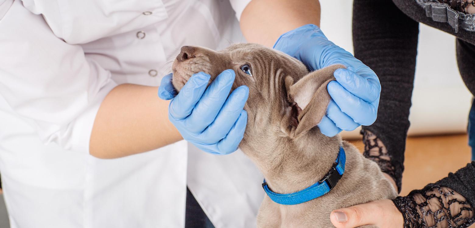 Agir si le chien ingère de la javel