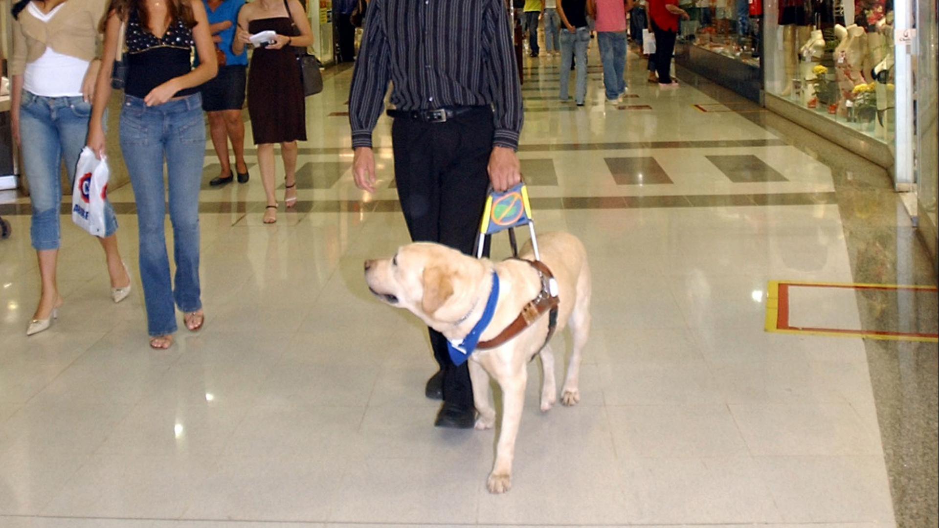 formation de chiens guides