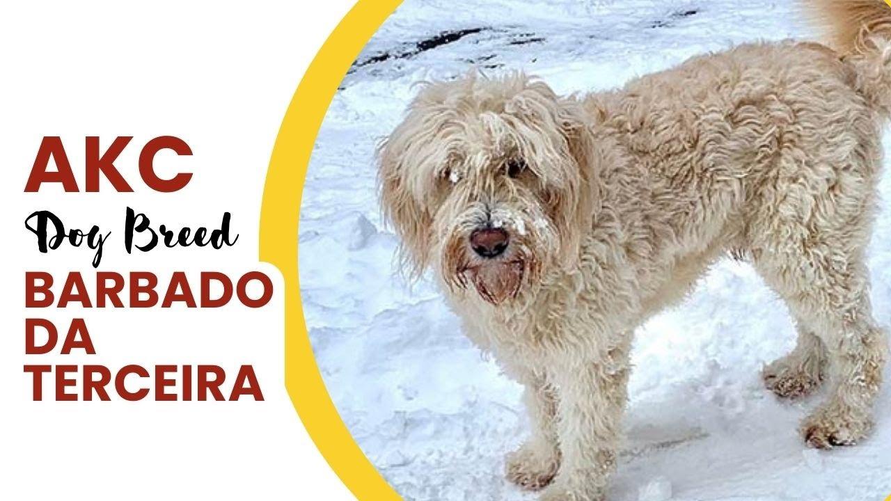 Tempérament du Barbado da Terceira