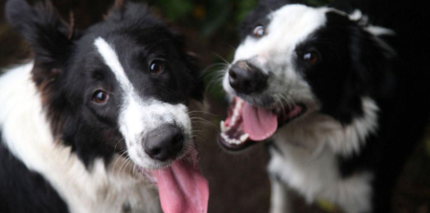 Dons pour les animaux secourus