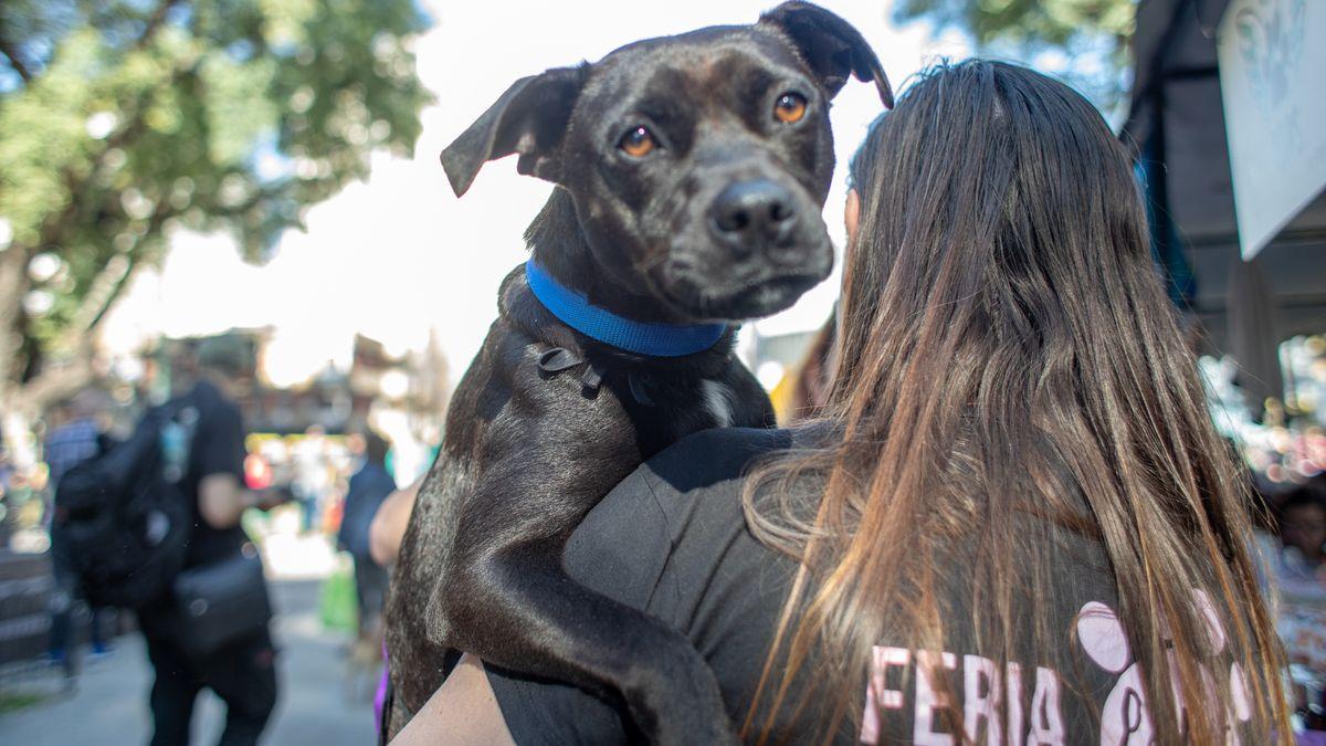 Événement d'adoption à la Plaza Malvinas