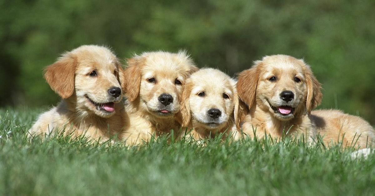 Analyse du génome des golden retrievers