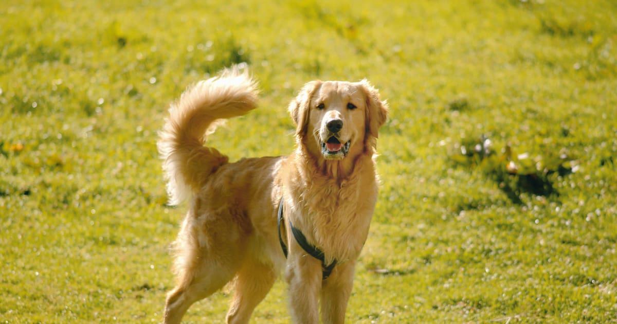 Réunion massive de Golden Retriever