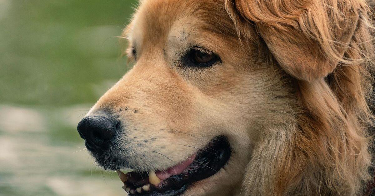 chien senior avec traitement anti-âge