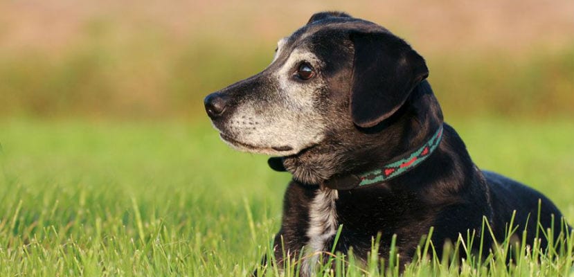 « Optimisez votre santé à domicile grâce à l’alimentation et l’exercice »