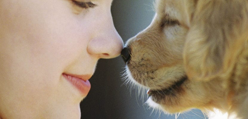 Vibrisas : comprendre leurs fonctions, le langage corporel et les soins appropriés pour votre animal