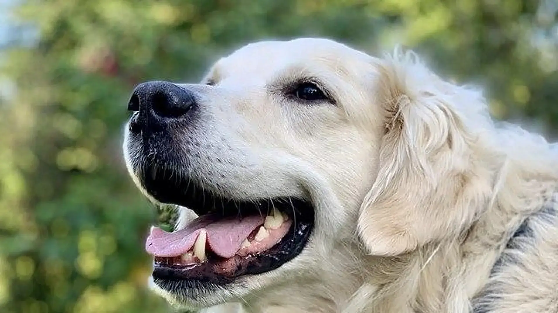 Éducation et comportement des golden retrievers