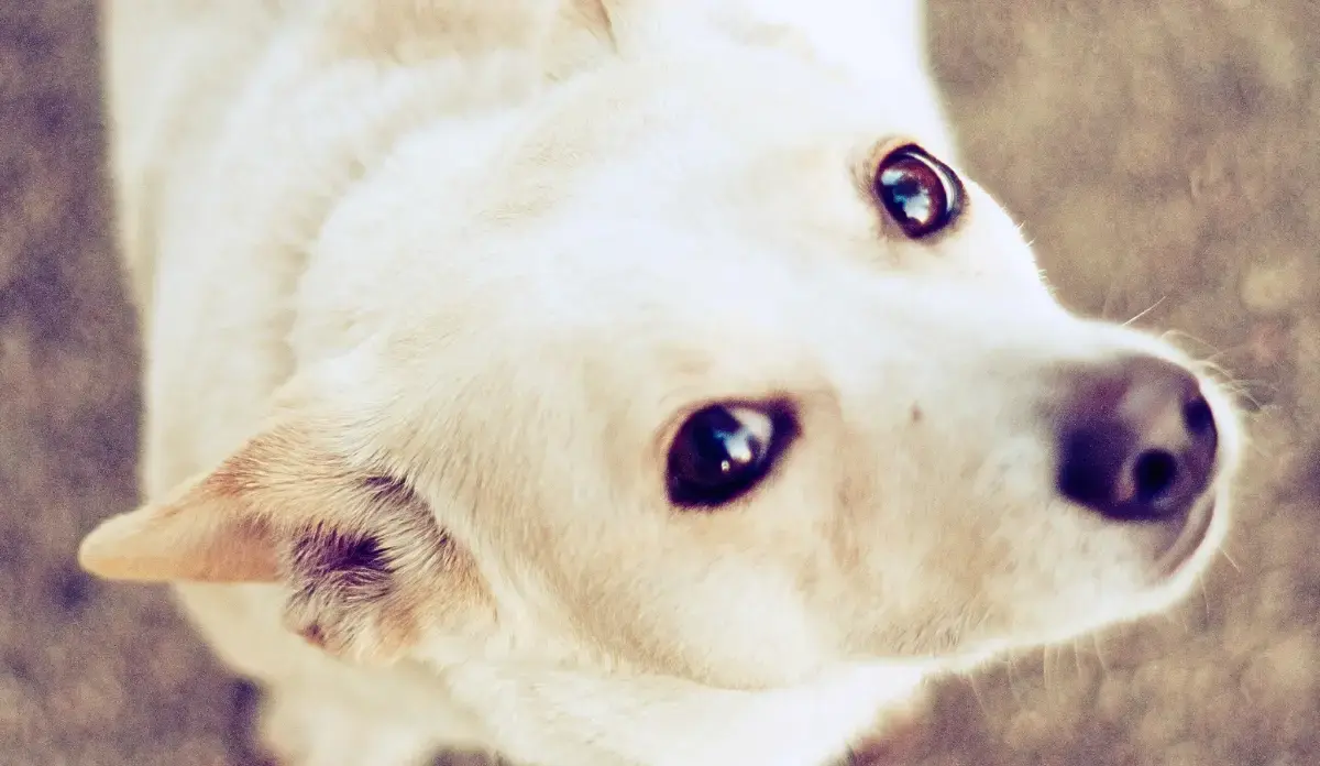 Jornadas gratuites de stérilisation pour animaux