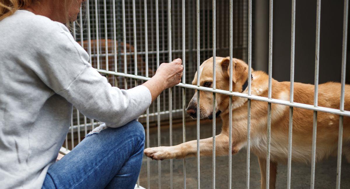 Adoption d'animaux lors de l'événement de Bogotá