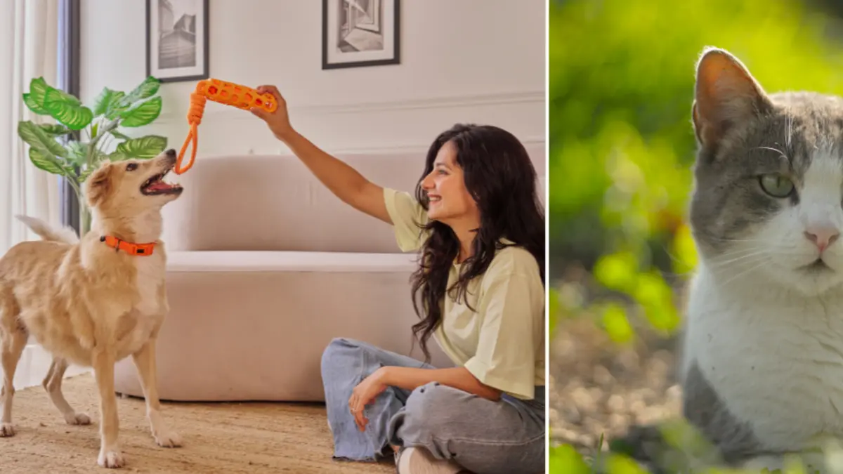 Jornada de adopción de perros y gatos en Bogotá Jornada de adopción de perros y gatos en Bogotá