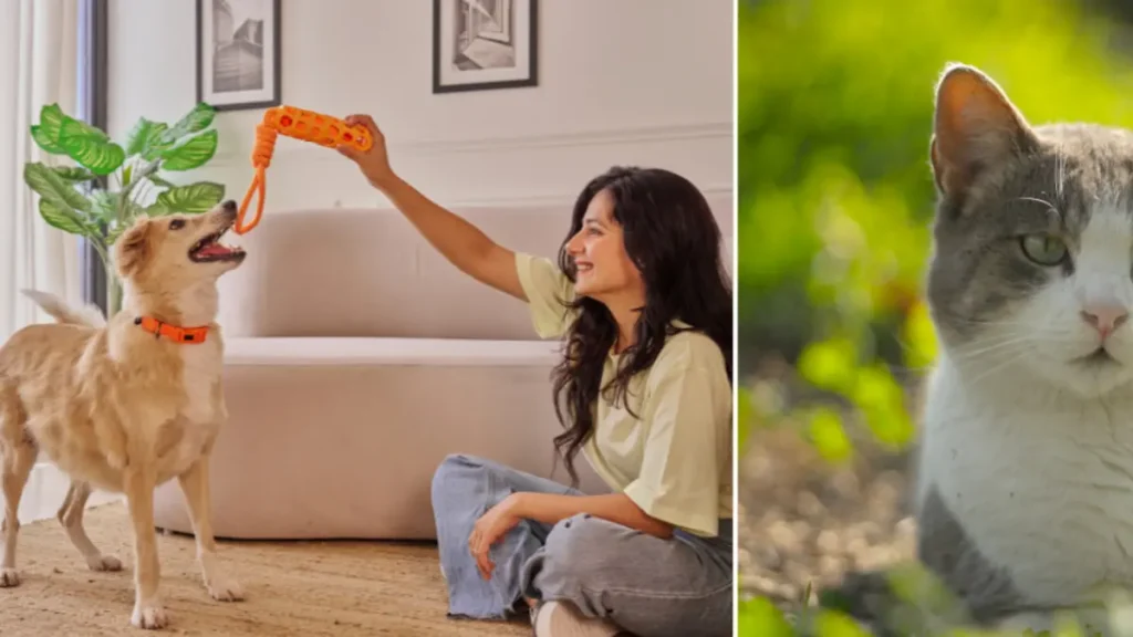 Journée de l’adoption d’animaux à Bogotá : informations sur les dates, le lieu et les activités à ne pas manquer