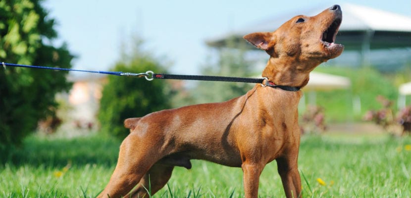 Comprendre les meanings des aboiements de votre chien : guide pratique et complet pour les propriétaires.