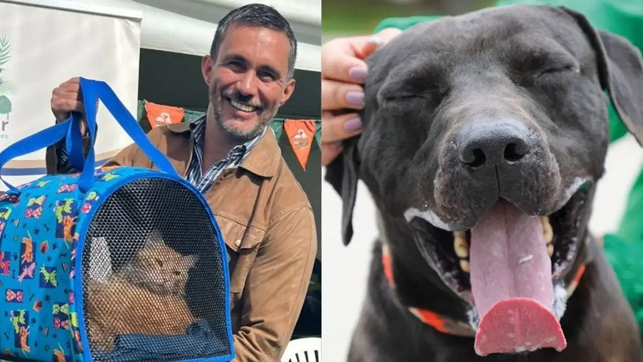 Perros y gatos en adopción en Navidad Perros y gatos en adopción en Navidad