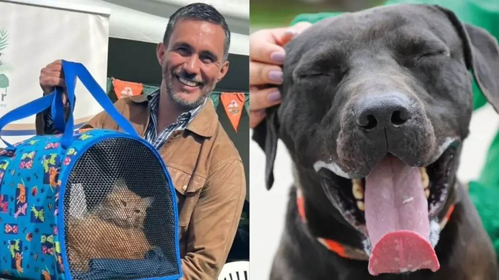 Noël : plus de 50 chiens et chats cherchent une famille à Bogotá