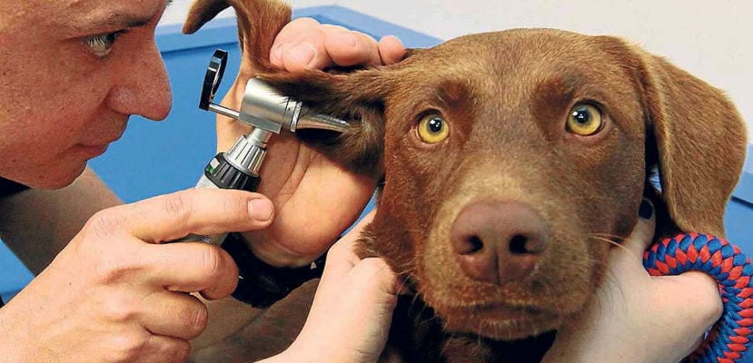 Conseils pratiques pour un nettoyage optimal des oreilles de votre chien