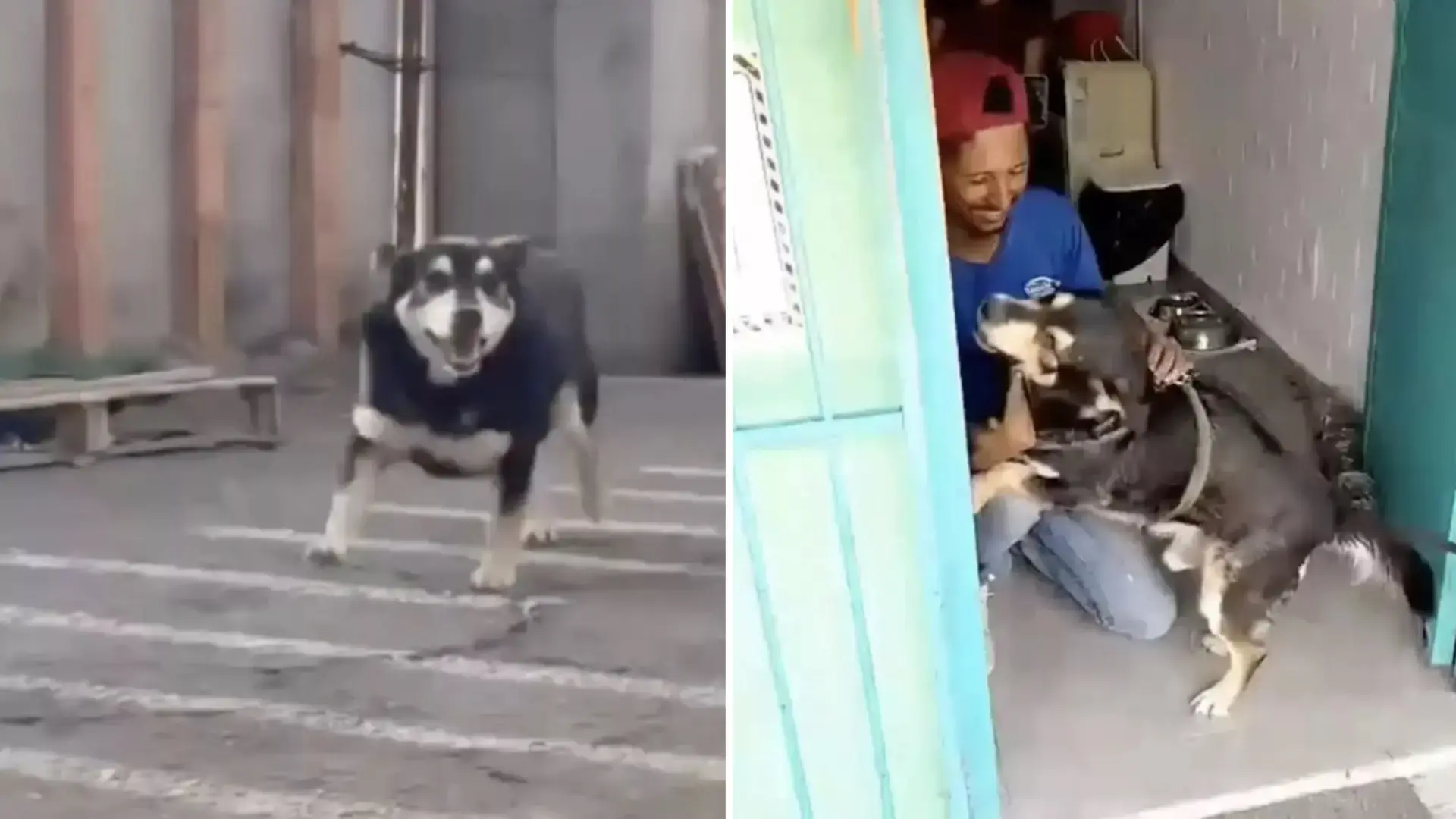 reencuentro con perro tras años