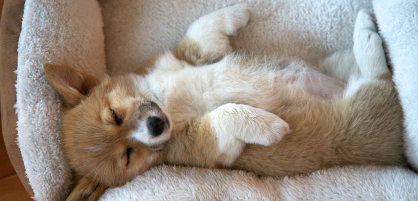 ¿Los perros pueden soñar? Entiende sus pesadillas y cómo ayudarles.