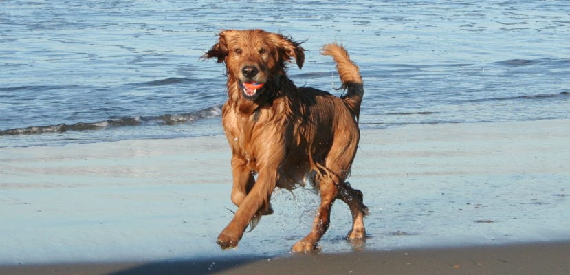 Voici un titre SEO accrocheur :
« Préparez votre chien pour une journée parfaite à la plage : équipements essentiels, règles et sécurité à respecter »
