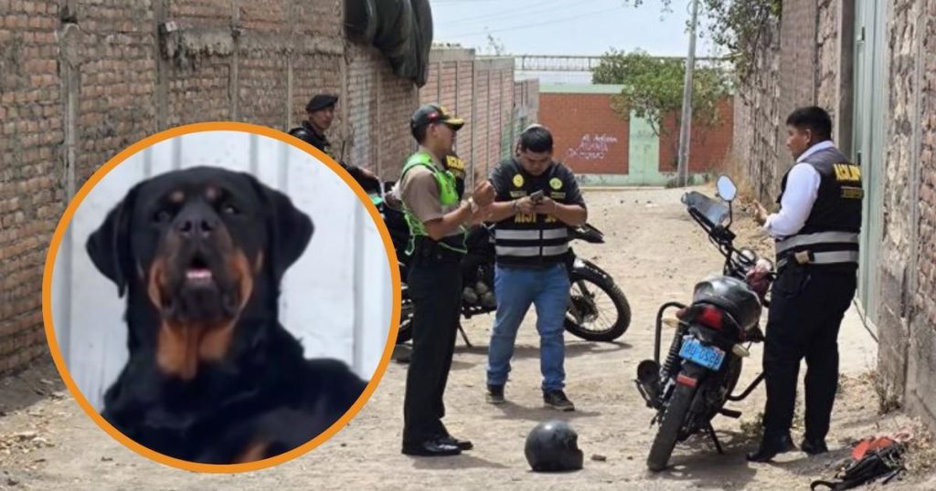 Rottweiler héroïque : Danna déjoue un assaut à Alto Selva Alegre et met les voleurs en échec