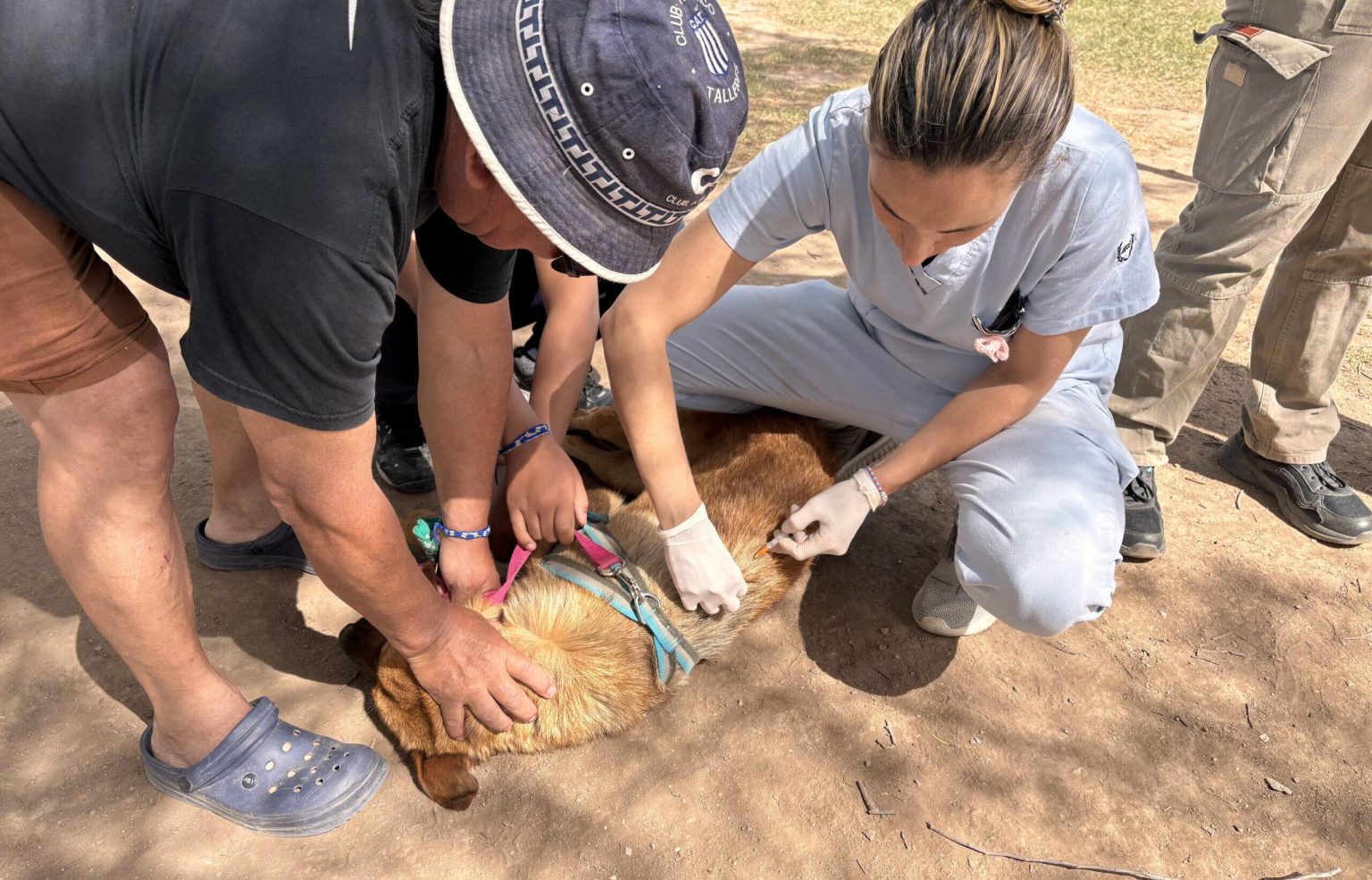 Vaccination antirabbique gratuite pour chiens et chats : tous les lieux et horaires à connaître