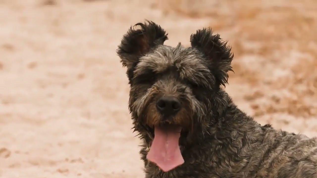 Raza Barbado da Terceira