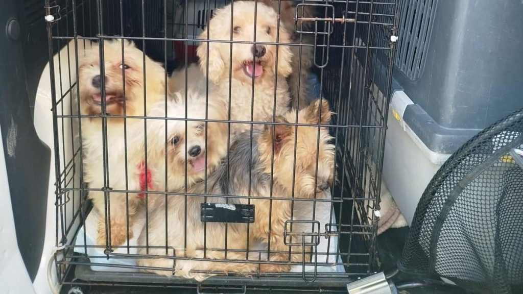16 chiens abandonnés dans un appartement : un sauvetage urgent et historique pour les animaux en détresse