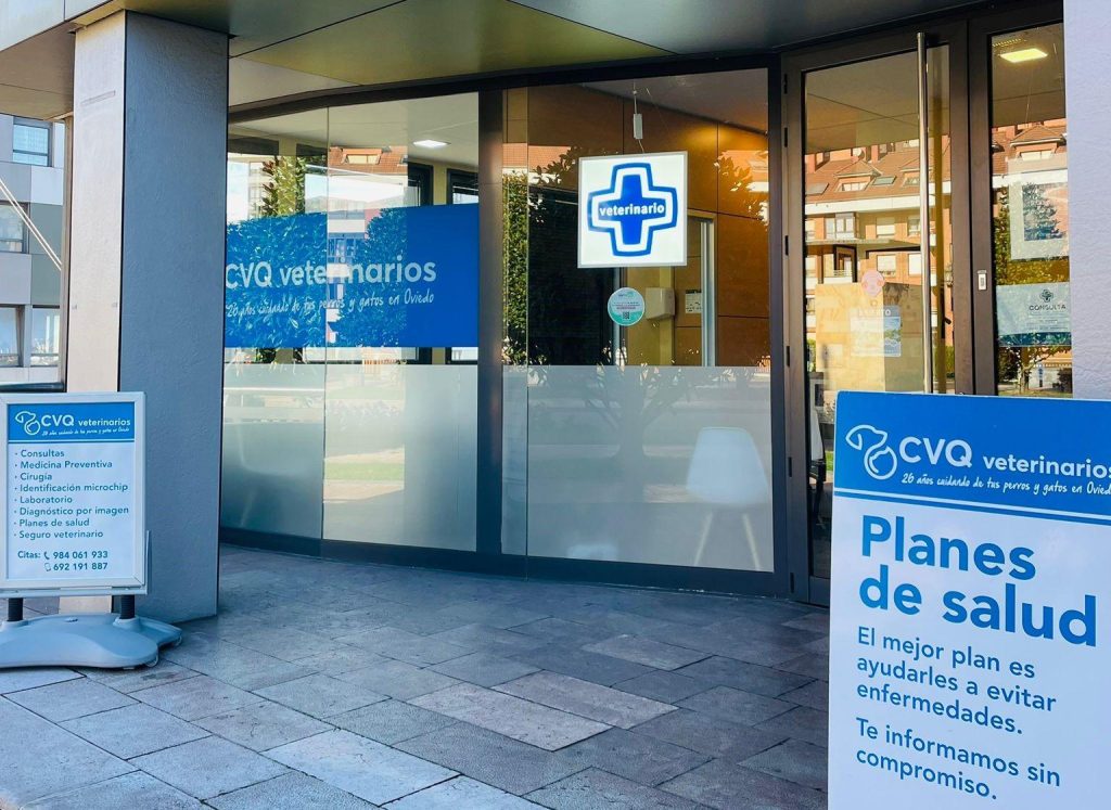 Rescue de seize chiens abandonnés à Nava de la Asunción : actions urgentes et soins vétérinaires nécessaires