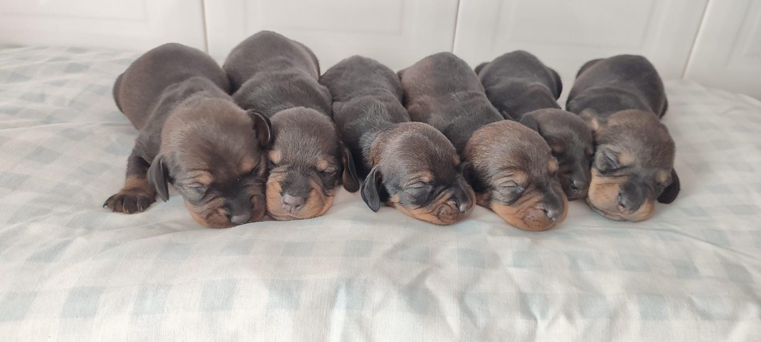 Voici un titre SEO accrocheur :
Tout savoir sur le Doxle : conseils pratiques, personnalité unique et méthodes d’entraînement efficaces