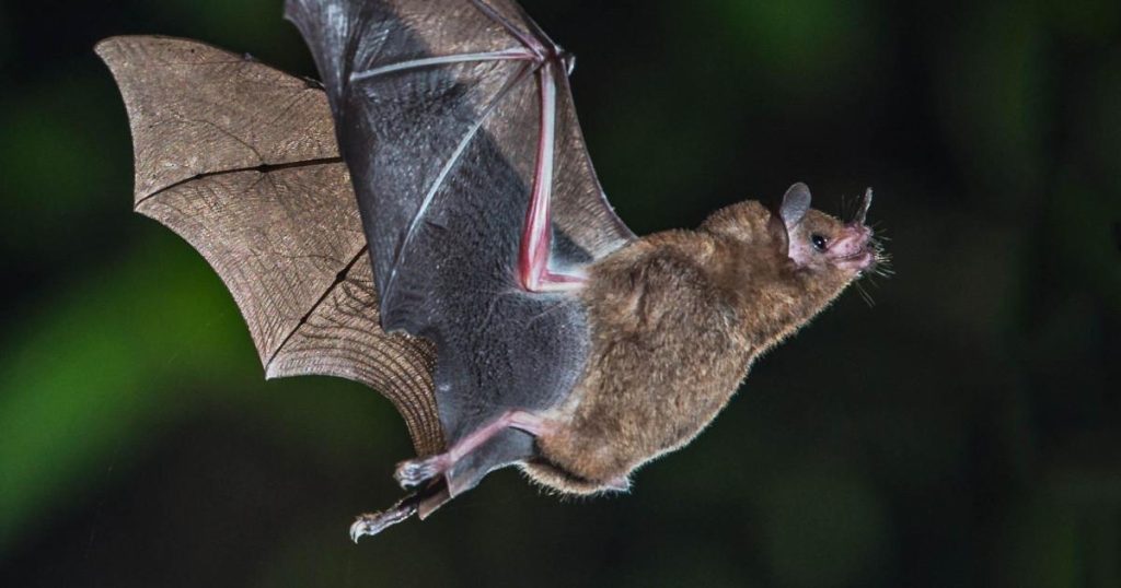 « Vols fascinants : comment l’ecolocalisation et les génomes façonnent la mémoire animale »