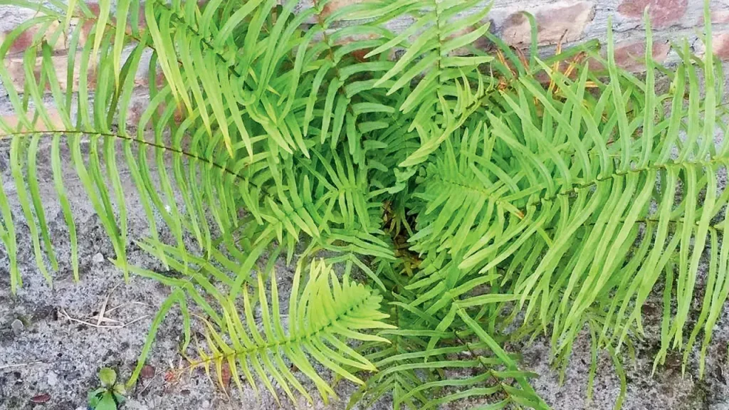 Extraction verte avec biochar : quand le helecho et la monacita se transforment en atouts durables