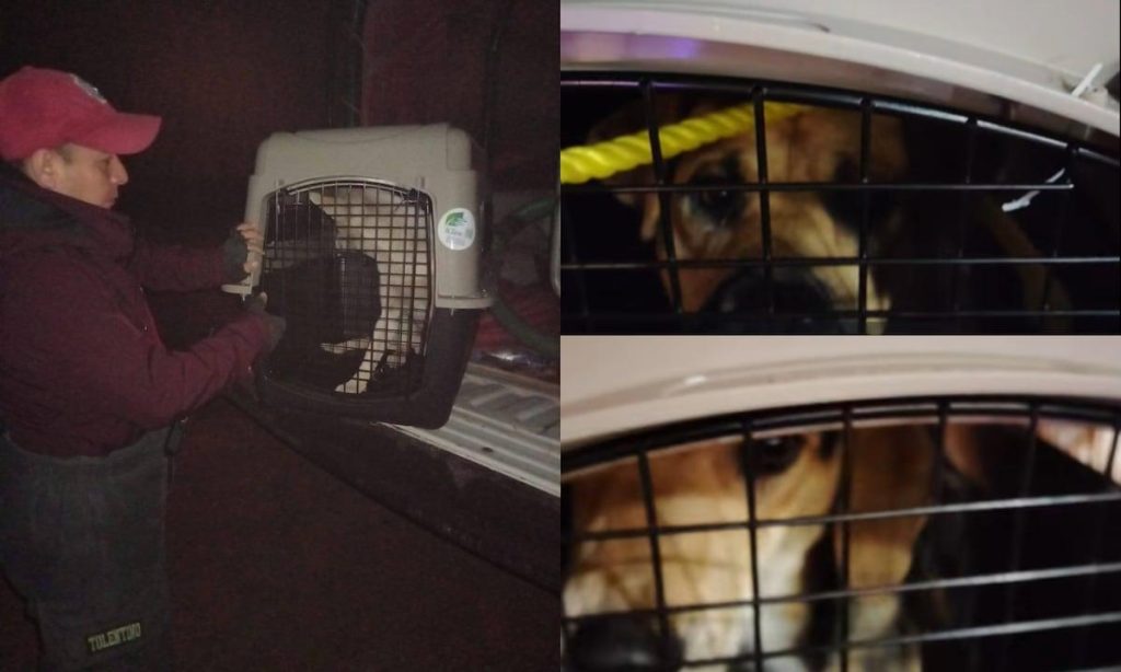 Opération municipale contre les chiens errants : témoignages et controverses dévoilés