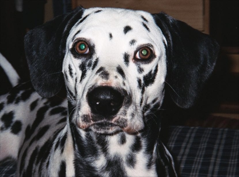 Adoptez un entraînement efficace pour votre dalmatien avec des routines claires et un renforcement positif