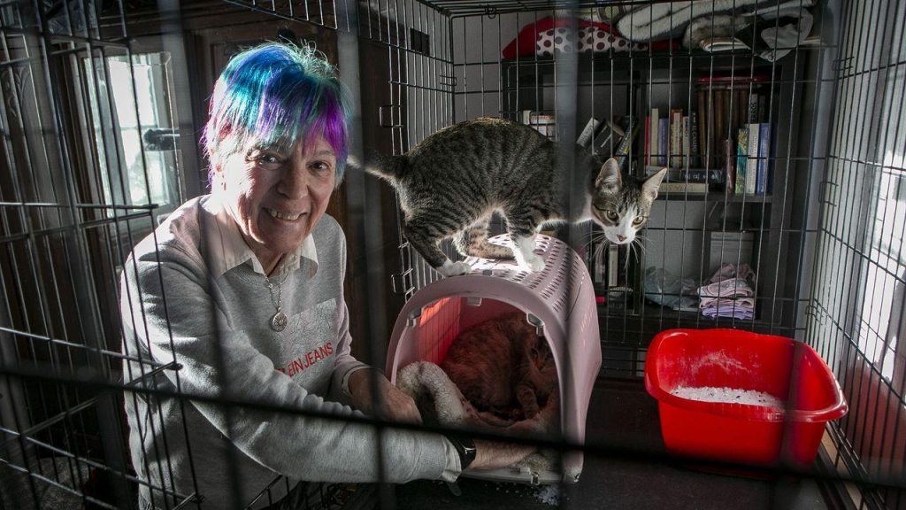 Protectoras d’animaux en Espagne : un engagement solidaire renforcé et des alertes pour la protection animale