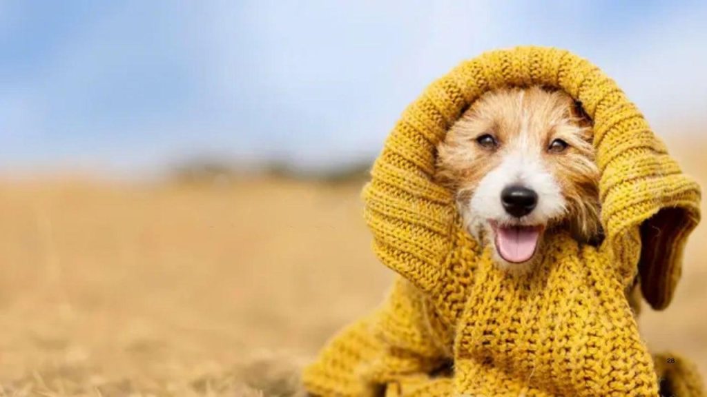 ¿Es necesario que los perros lleven abrigo en paseos fríos? Consejos para cuidar a tu mascota