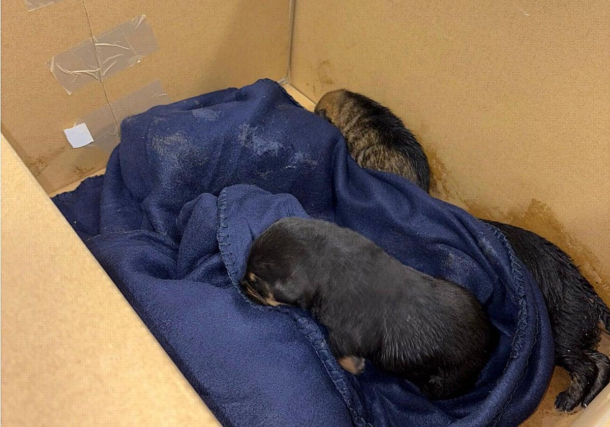 enquête sur l'abandon de chiens à Pechina