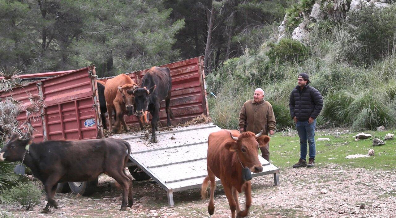 Pâturage de vaches mallorquines à Galatzó